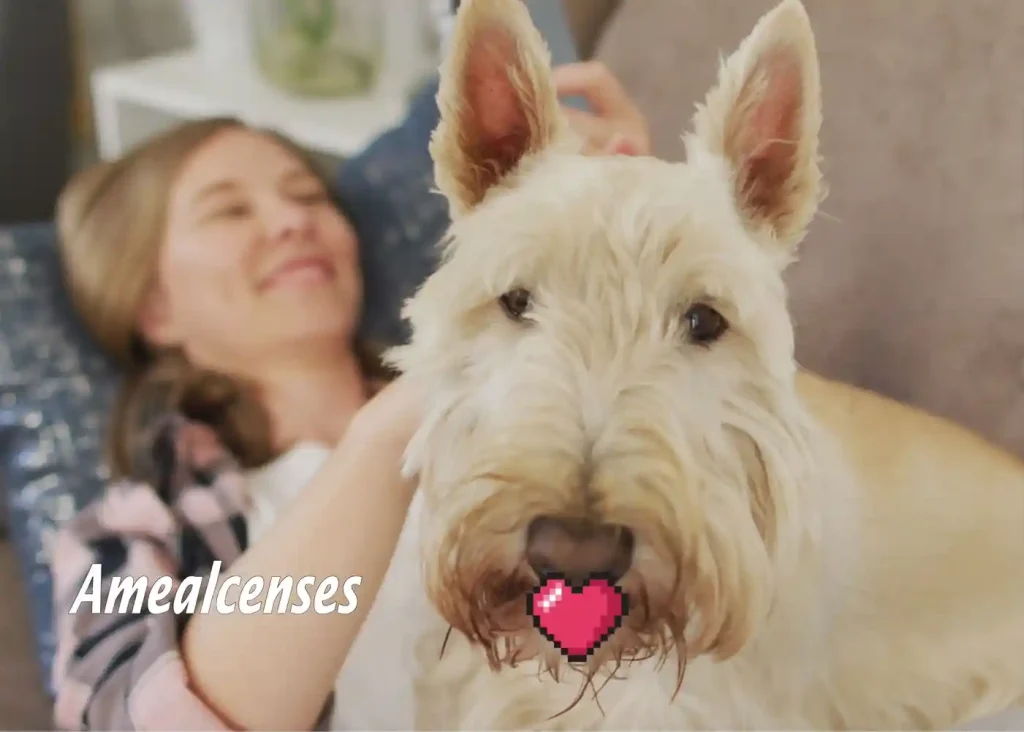 Día Mundial de Amar a tu Mascota: viajar y convivir responsablemente